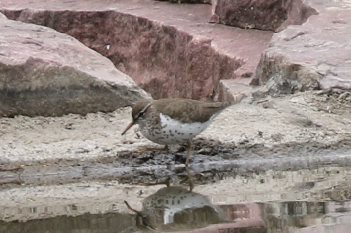 Spotted Sandpiper - Tom Behnfield