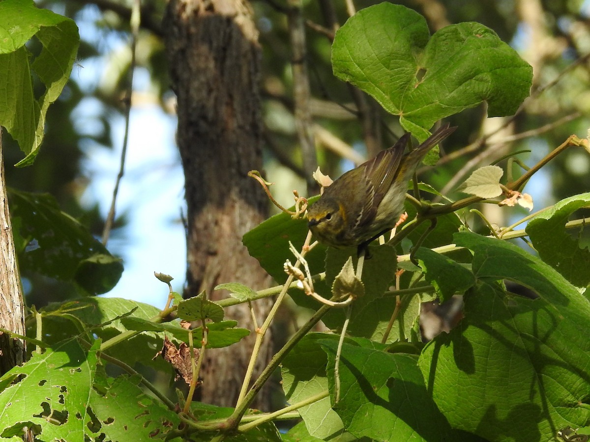 Cape May Warbler - ML618775658
