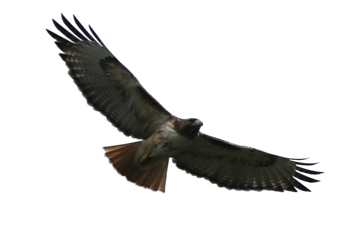 Red-tailed Hawk - ML618775672