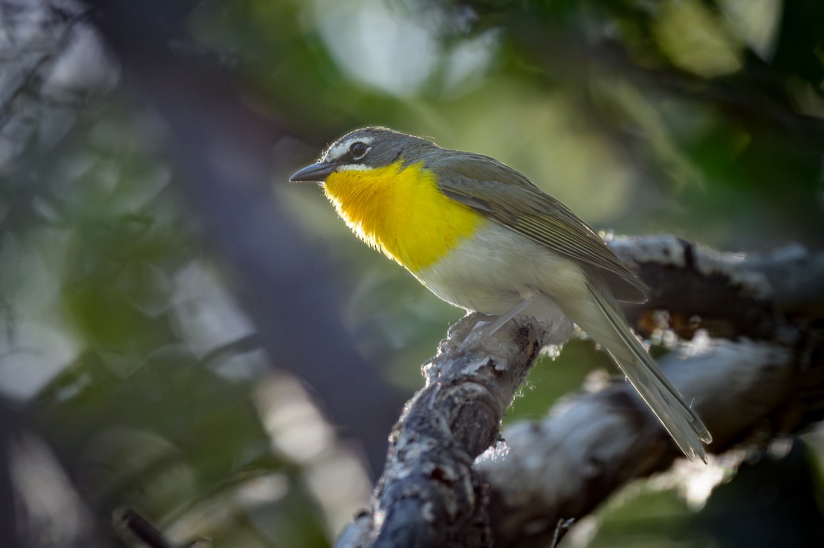 Yellow-breasted Chat - ML618775683
