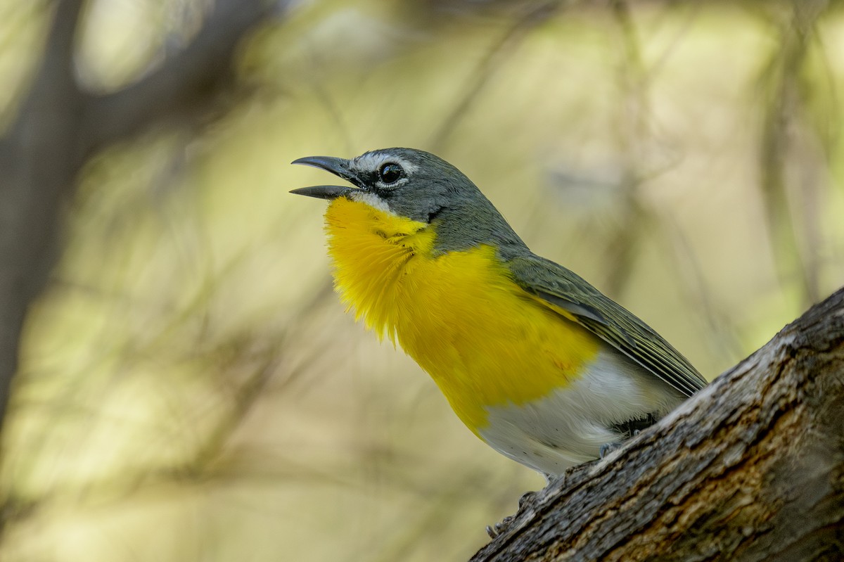 Yellow-breasted Chat - Michael Smith