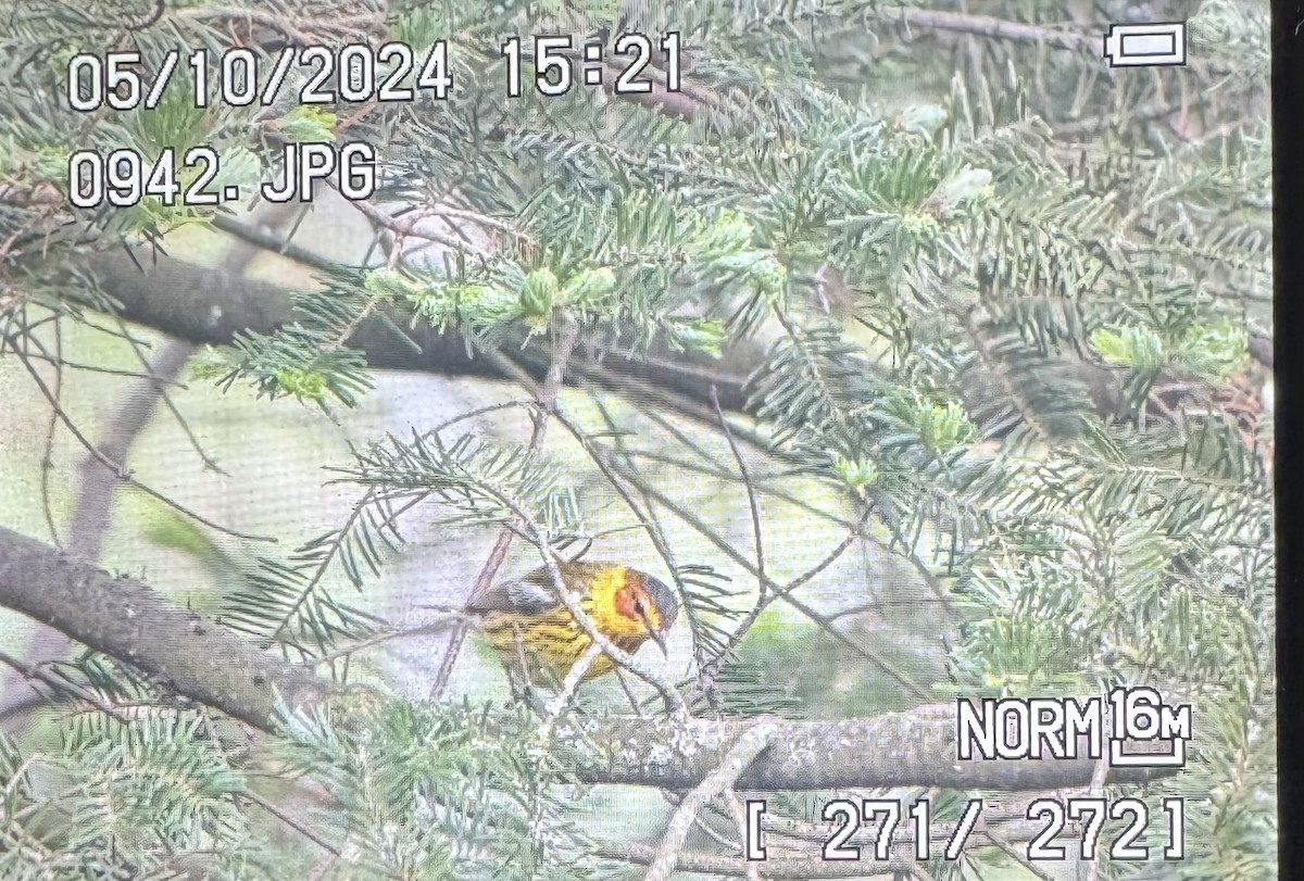 Cape May Warbler - ML618775686