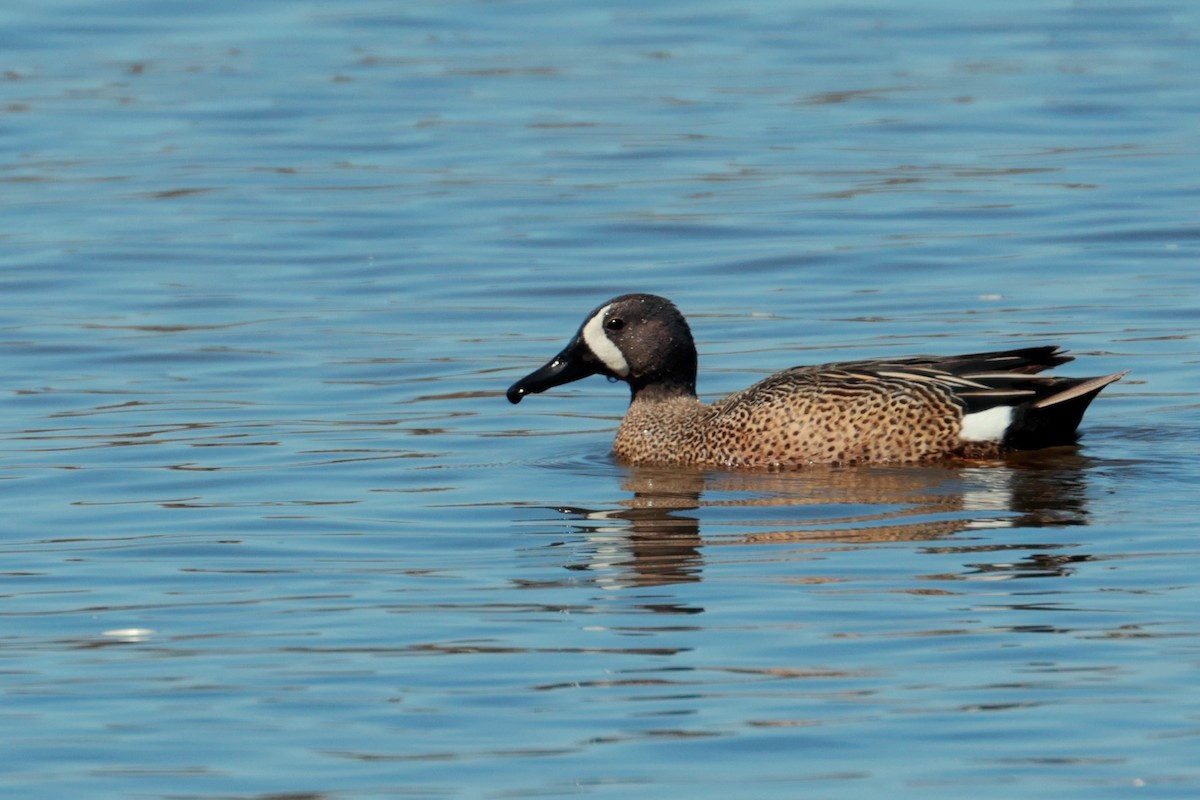 Blue-winged Teal - ML618775702