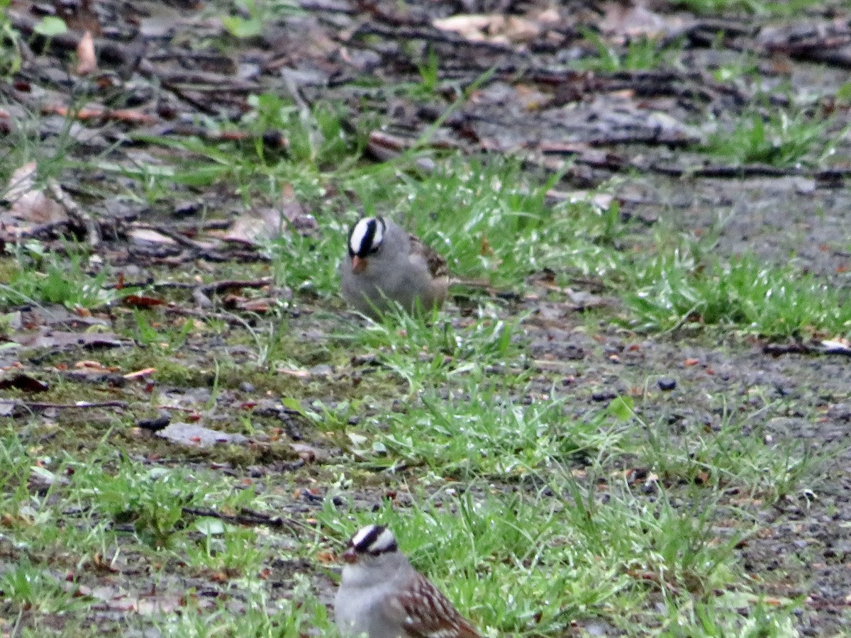 White-crowned Sparrow - ML618775705