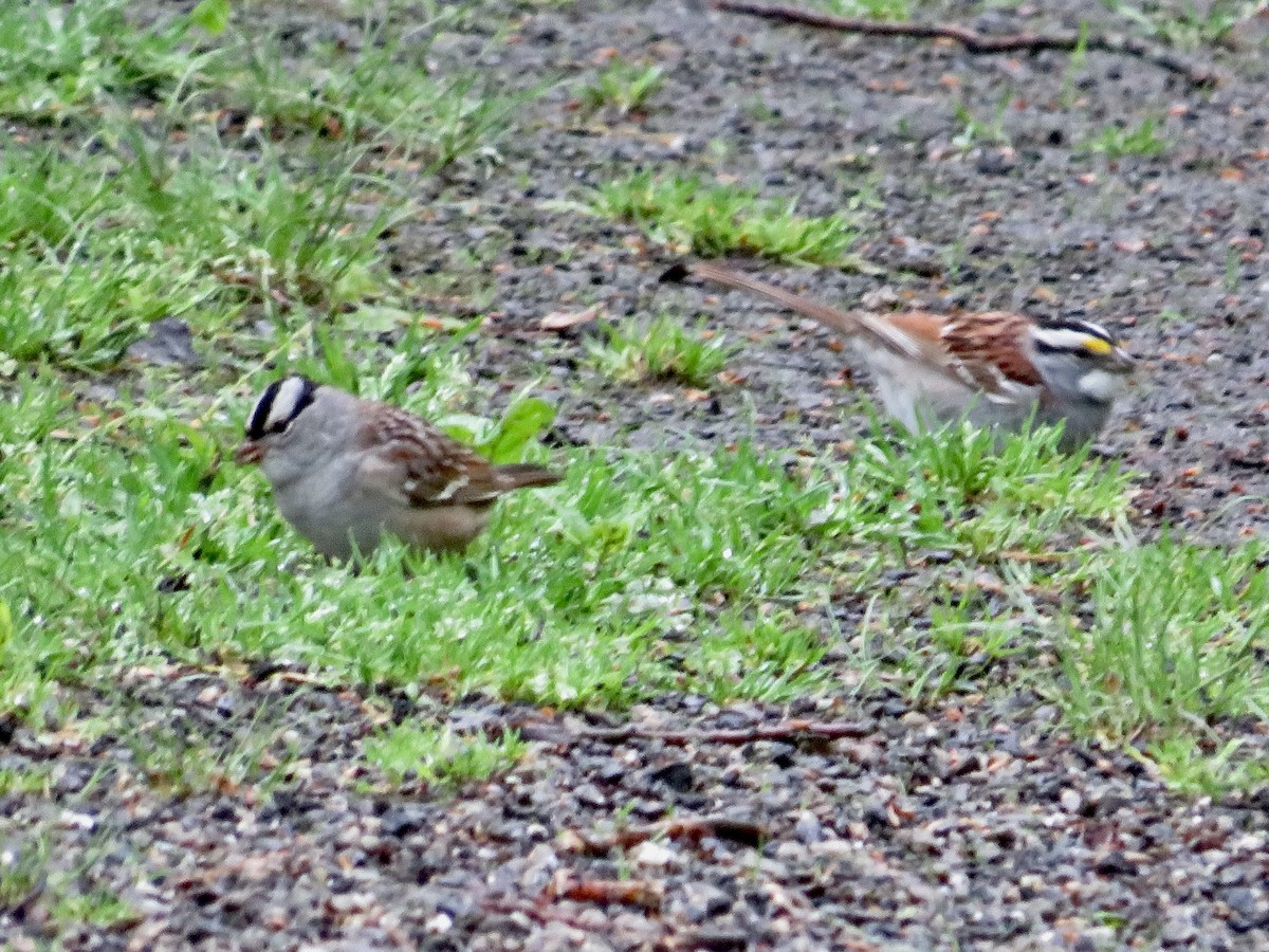 White-crowned Sparrow - scott baldinger