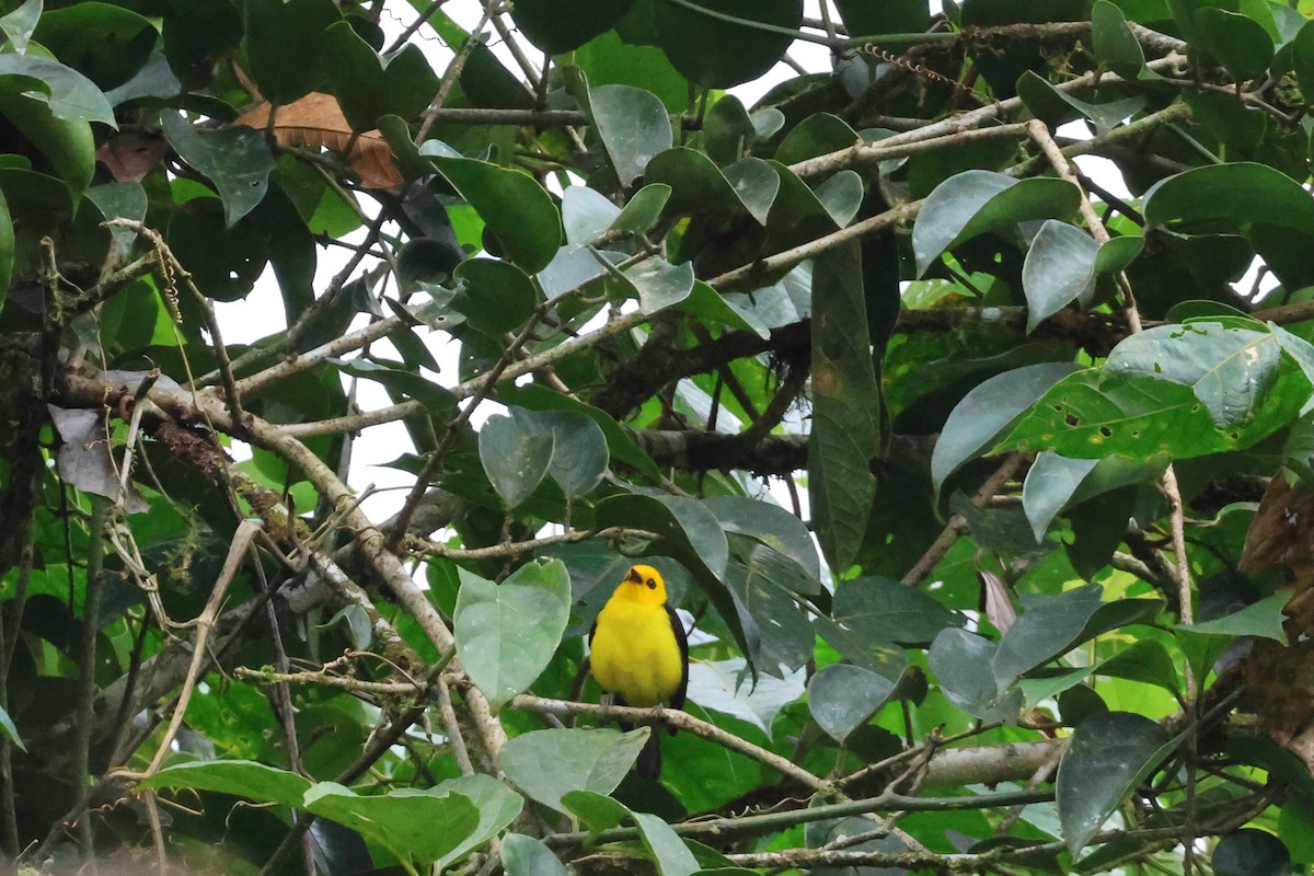 Black-and-yellow Tanager - ML618775728