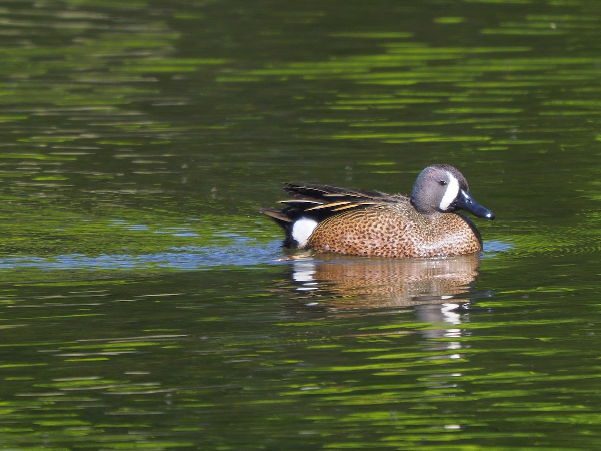 Blue-winged Teal - ML618775733