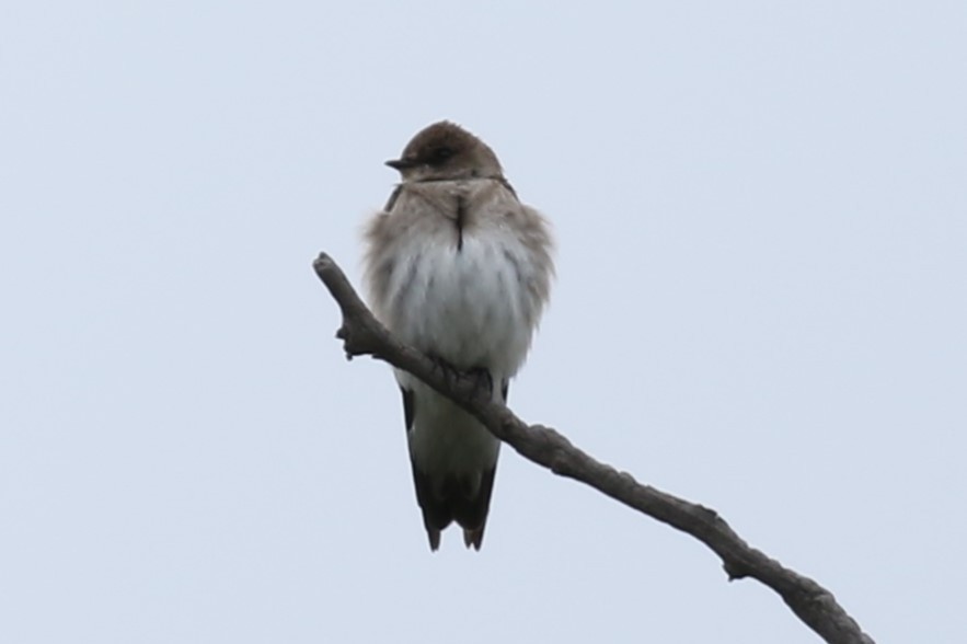 Northern Rough-winged Swallow - Tom Behnfield