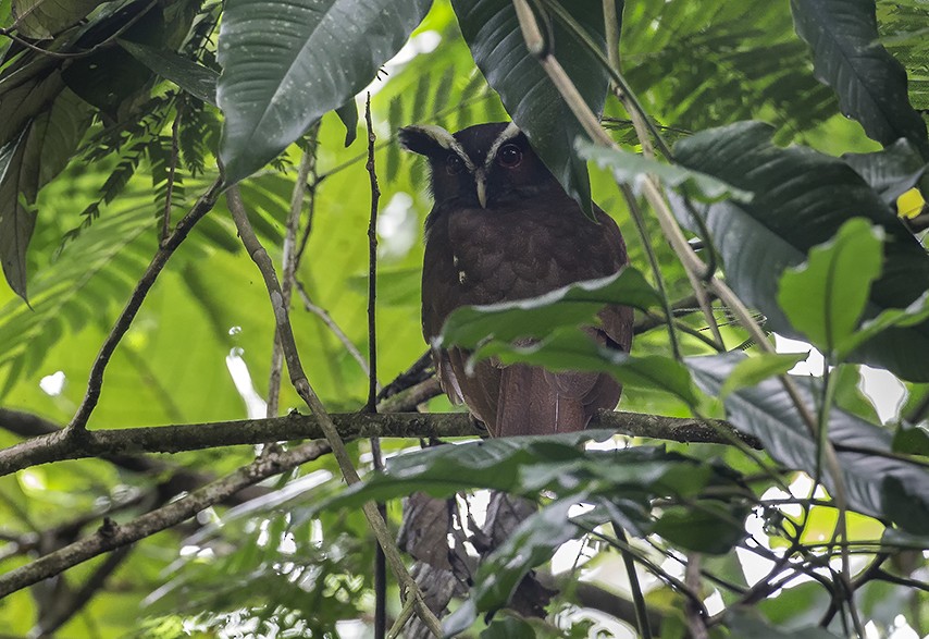 Crested Owl - ML618775736