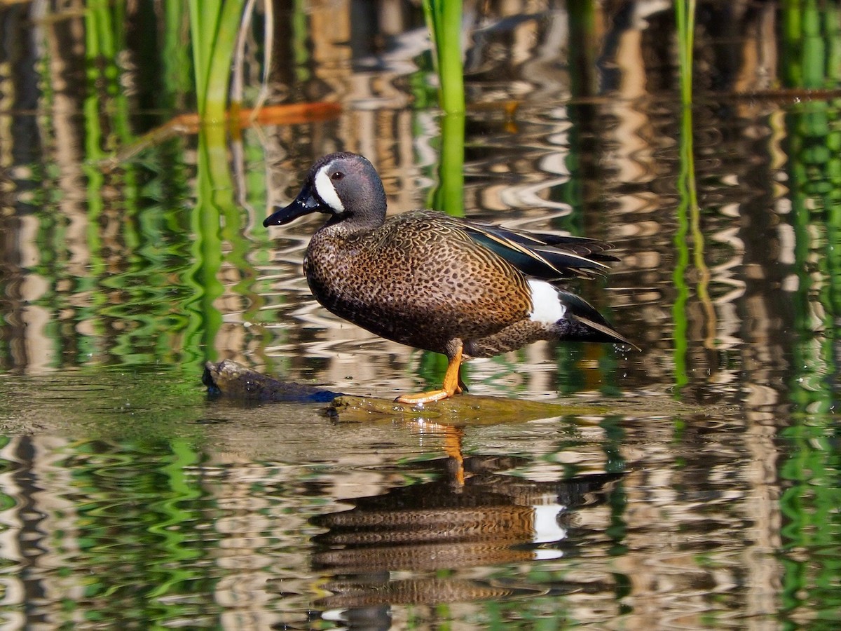 Blue-winged Teal - ML618775737