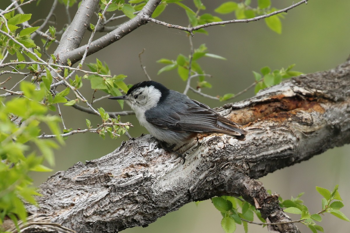 White-breasted Nuthatch - ML618775743