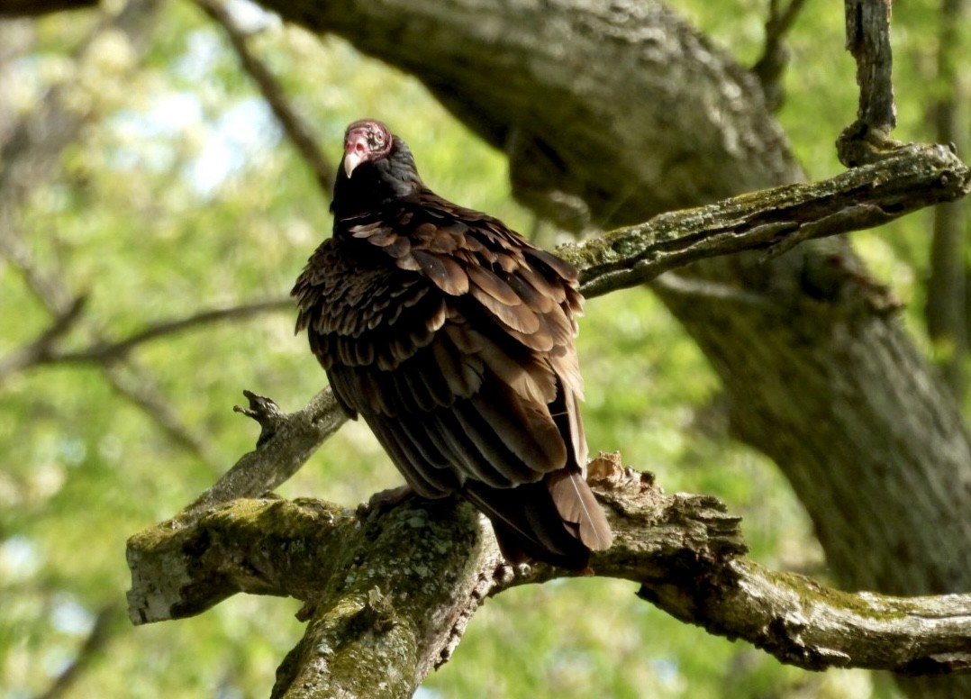 Turkey Vulture - ML618775745