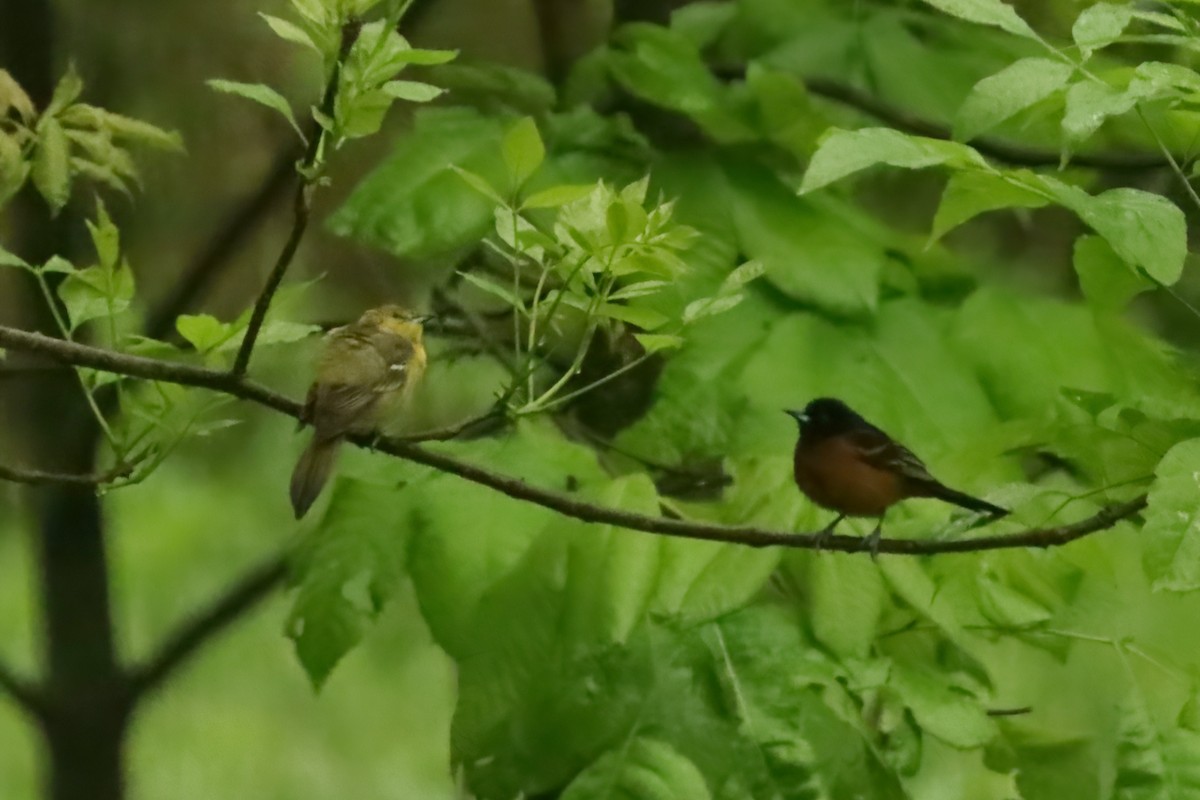 Orchard Oriole - ML618775781