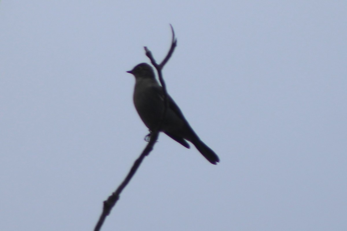 Townsend's Solitaire - ML618775825