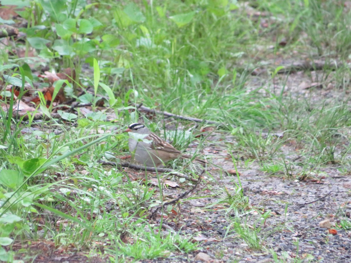 White-crowned Sparrow - ML618775827