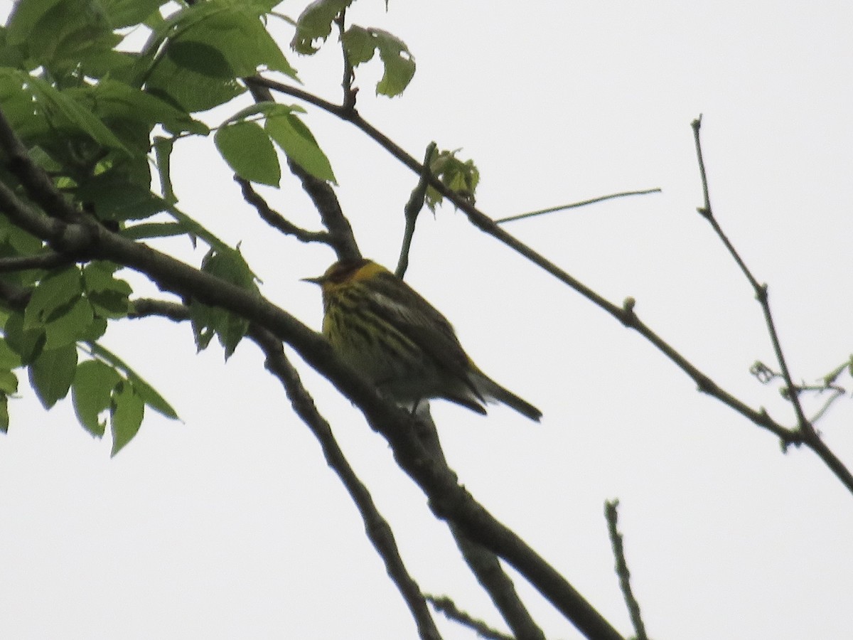 Cape May Warbler - ML618775833