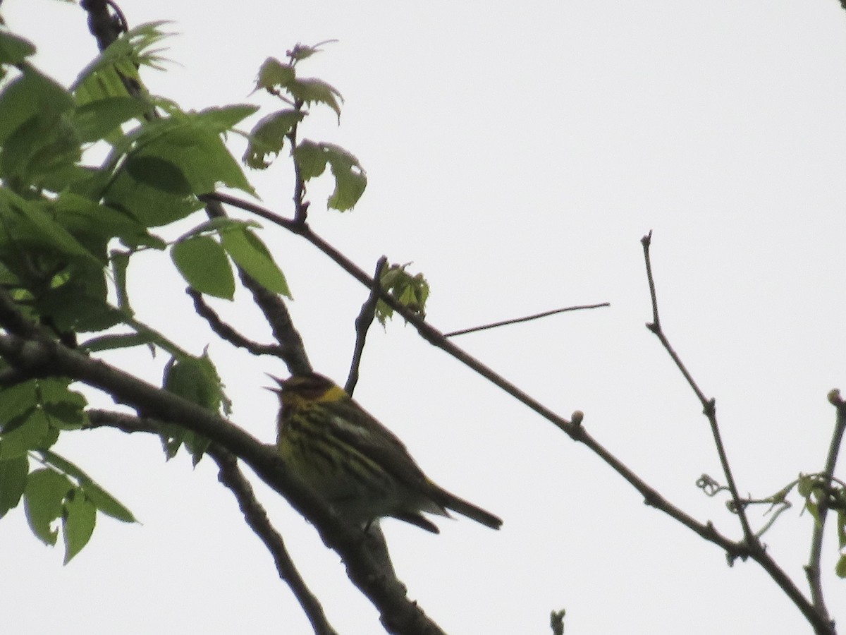Cape May Warbler - ML618775834