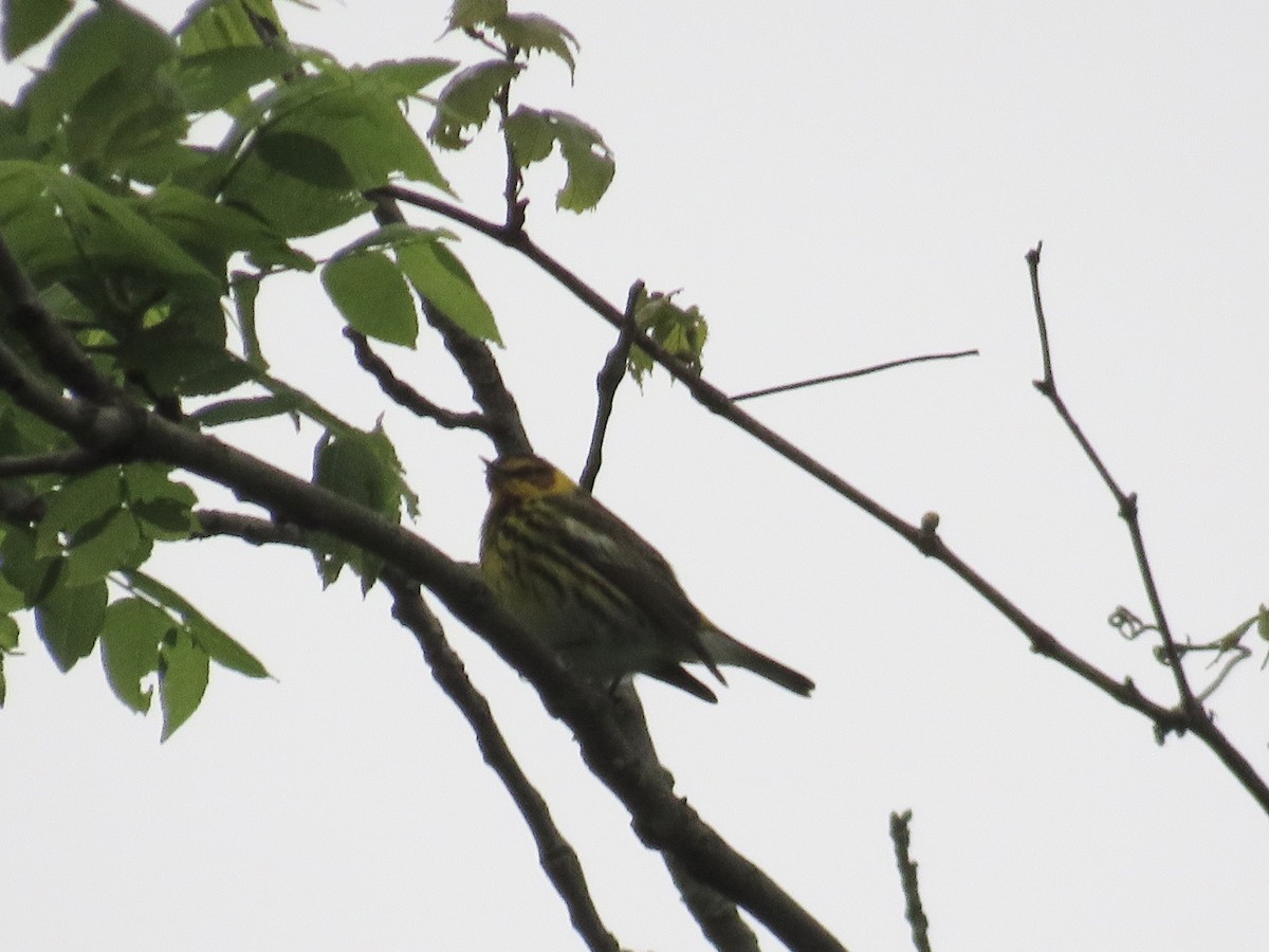 Cape May Warbler - ML618775835