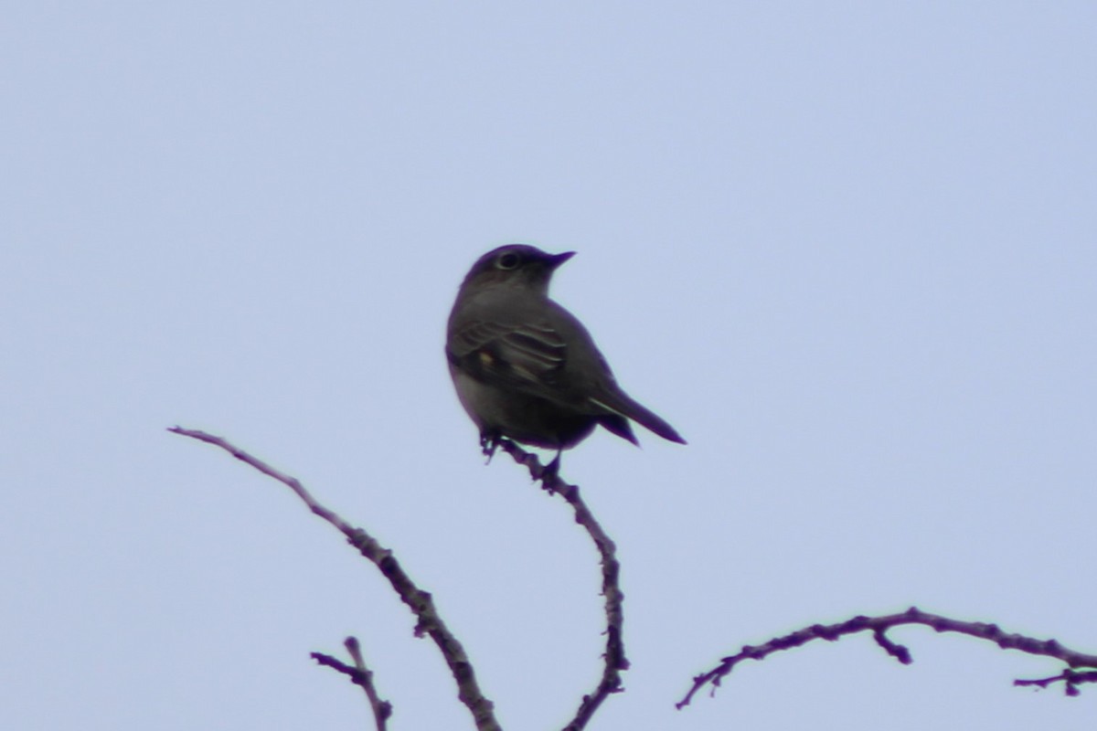 Townsend's Solitaire - ML618775886
