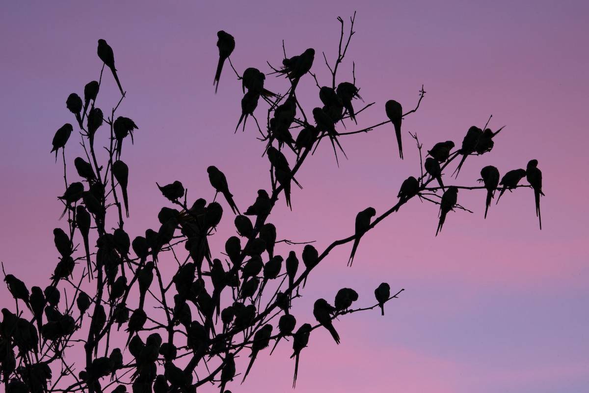 Rose-ringed Parakeet - Andrew Skotnicki