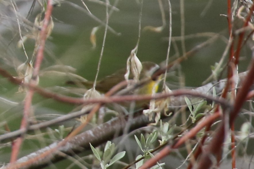 Common Yellowthroat - Tom Behnfield