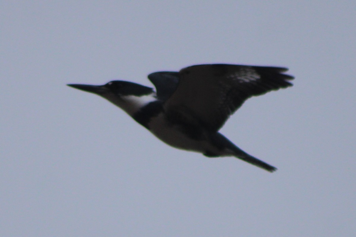 Belted Kingfisher - ML618775930
