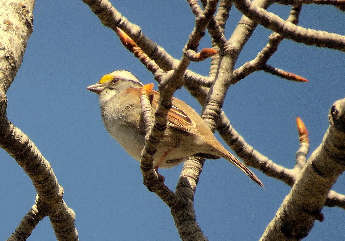 White-throated Sparrow - ML618775992