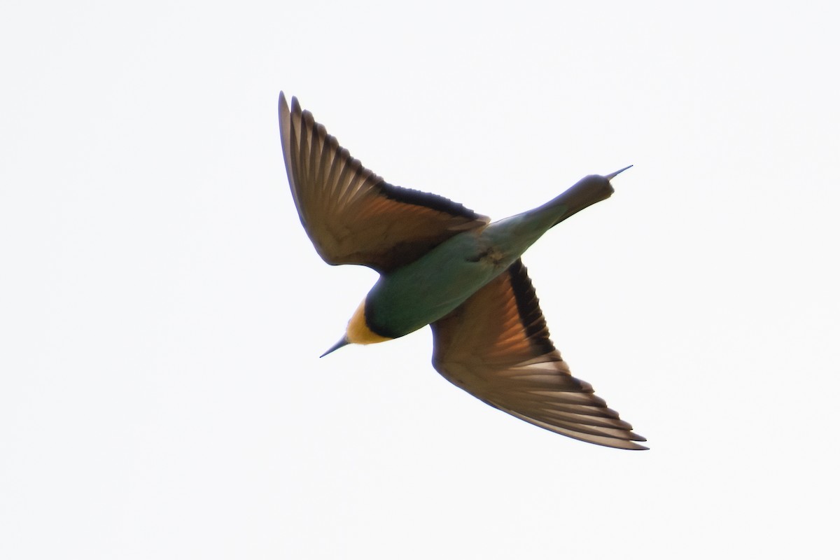European Bee-eater - ML618775996