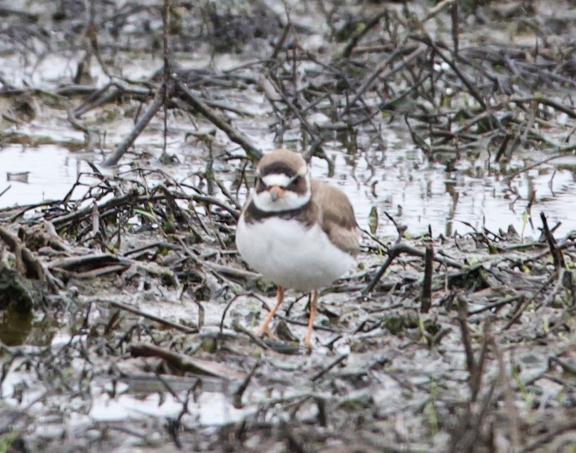 Semipalmated Plover - ML618775997