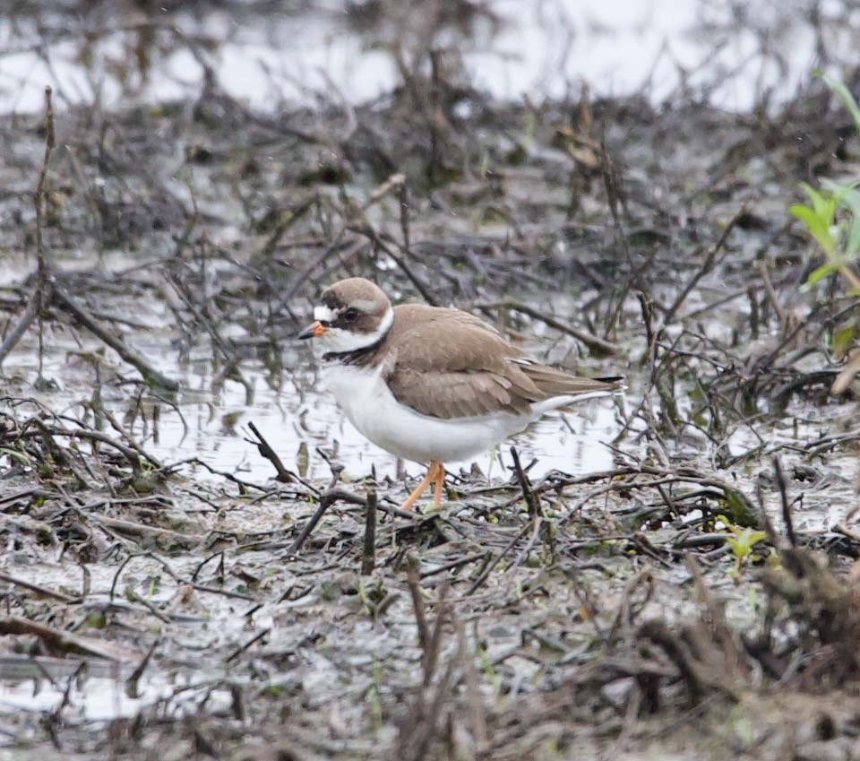 Semipalmated Plover - ML618775998