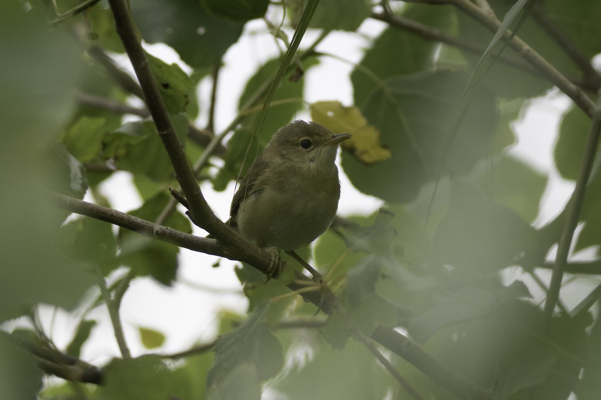 Common Reed Warbler - ML618776005