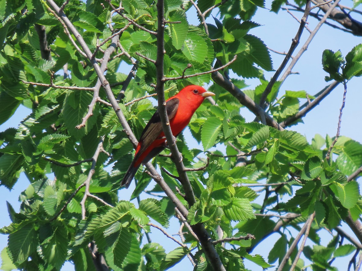 Scarlet Tanager - ML618776012