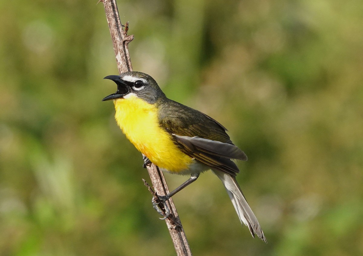 Yellow-breasted Chat - ML618776061