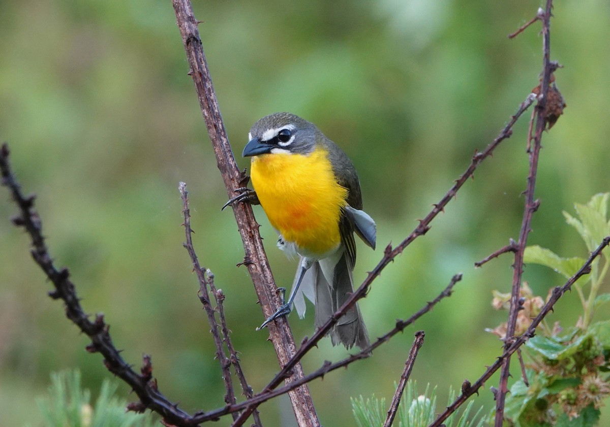 Yellow-breasted Chat - ML618776085