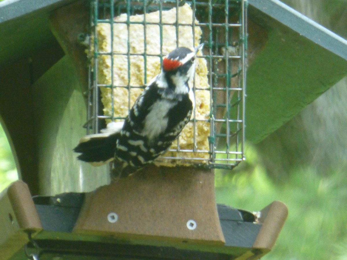 Downy Woodpecker - ML618776087