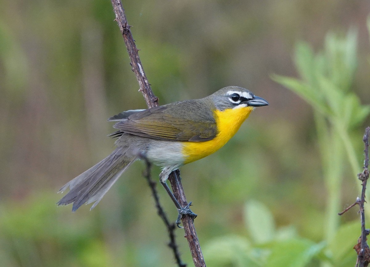 Yellow-breasted Chat - ML618776101