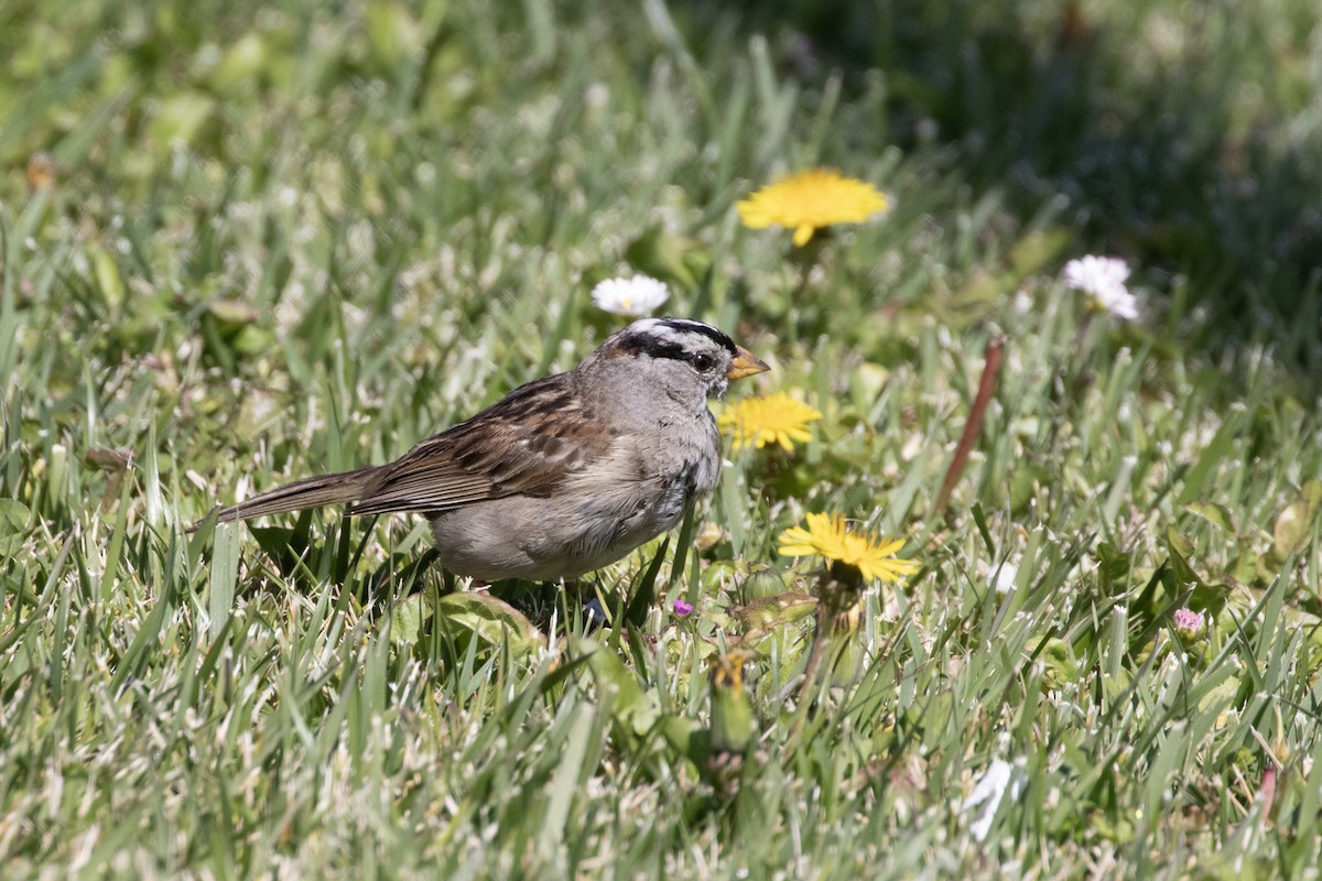White-crowned Sparrow - Marcelo Corella