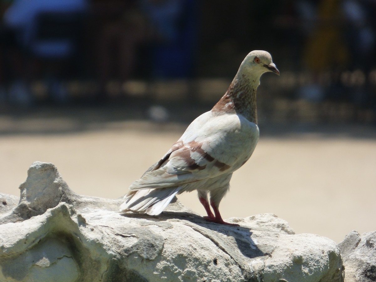 Rock Pigeon - ML618776124