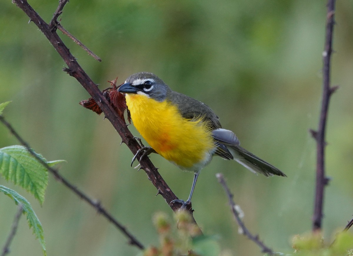 Yellow-breasted Chat - ML618776127