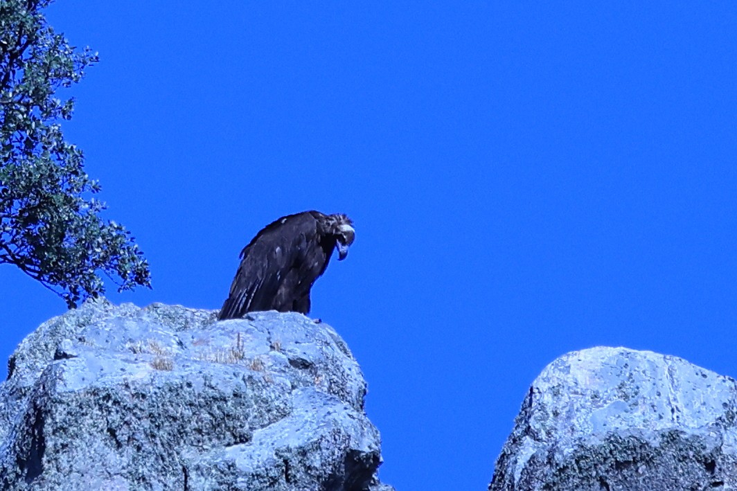 Cinereous Vulture - ML618776142