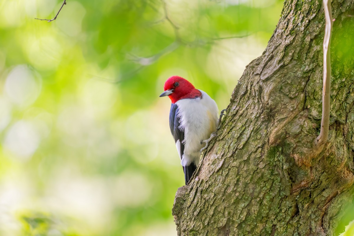 Red-headed Woodpecker - ML618776160