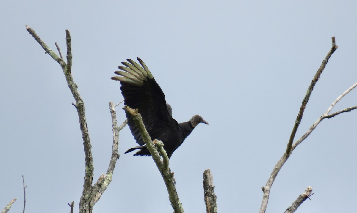 Black Vulture - ML618776161
