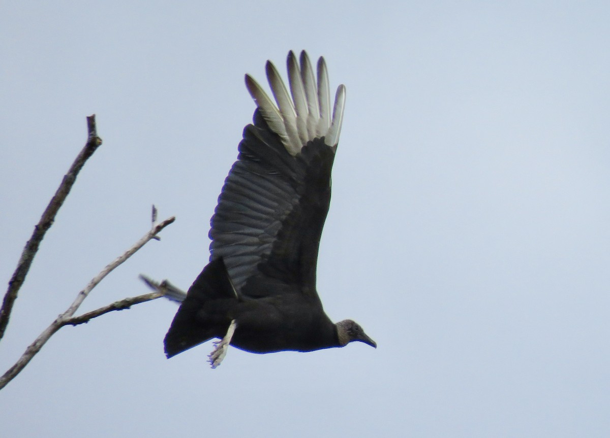 Black Vulture - ML618776168