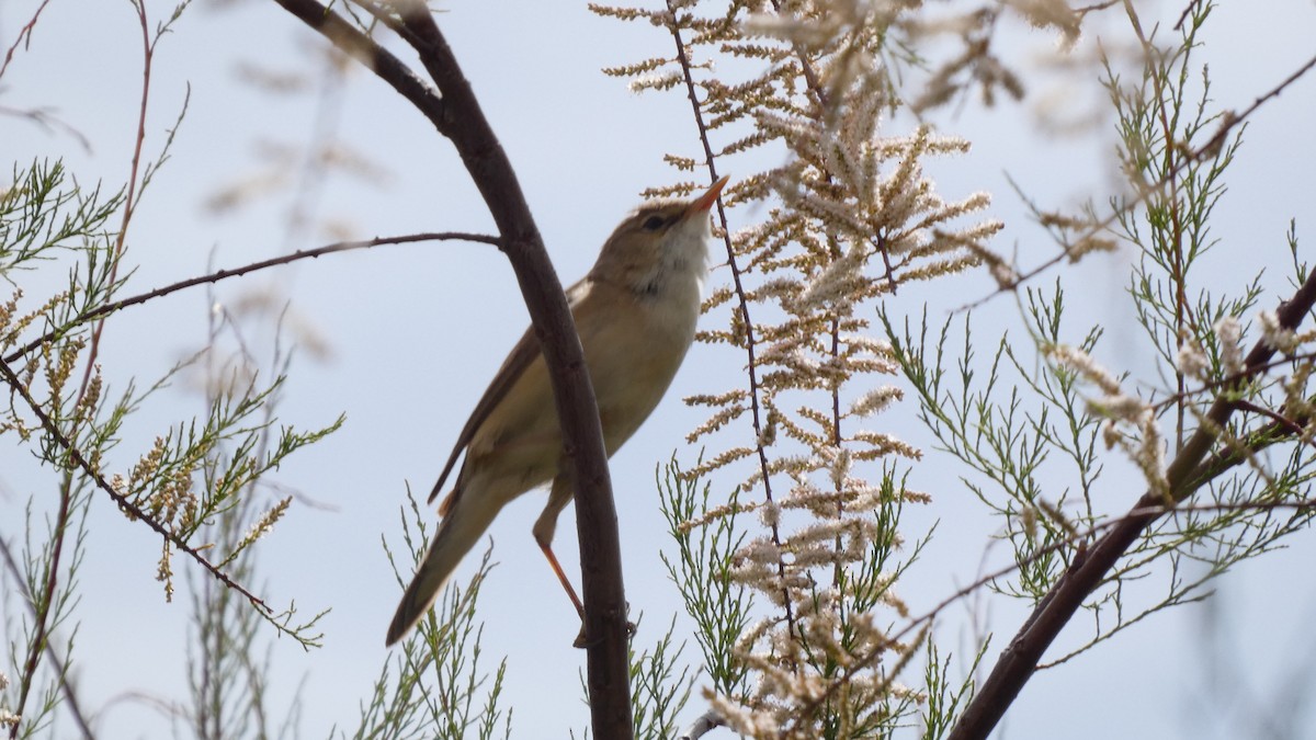 Common Reed Warbler - ML618776219
