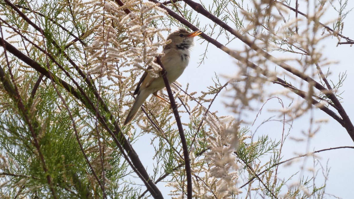 Common Reed Warbler - ML618776220
