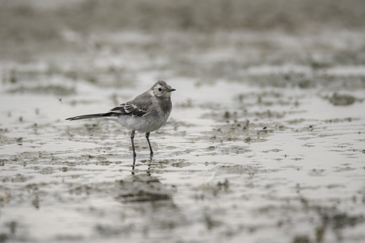 White Wagtail - Guido Van den Troost