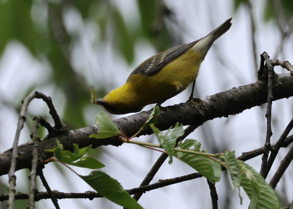 Blue-winged Warbler - Jerry Griggs