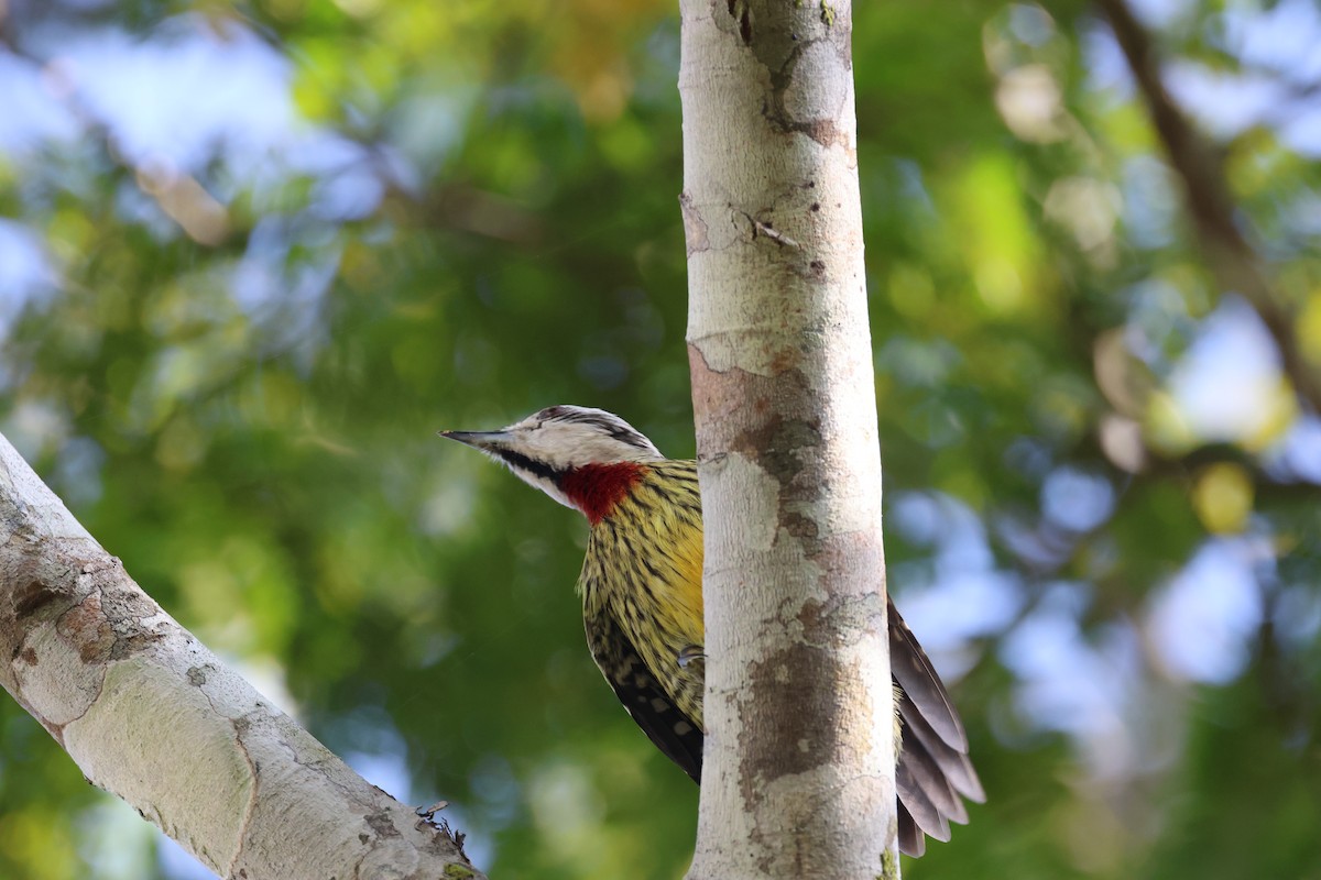 Cuban Green Woodpecker - ML618776314