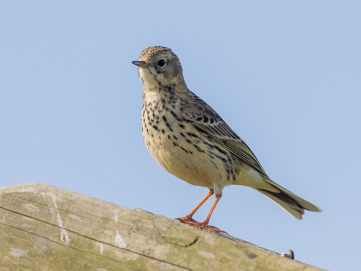 Meadow Pipit - Peter Kennerley
