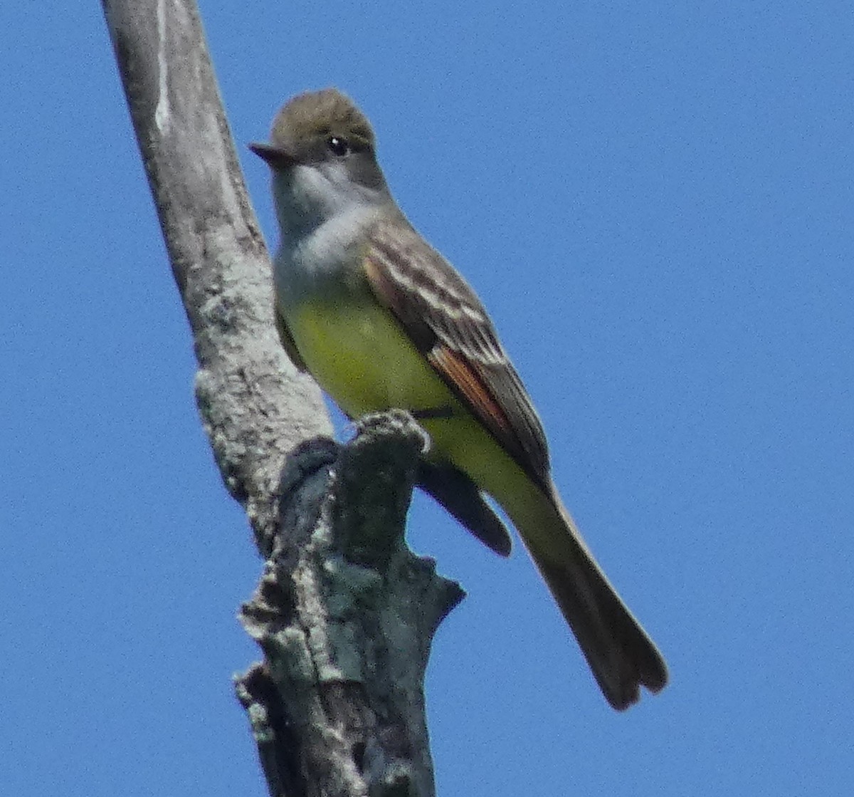 Great Crested Flycatcher - Darrell Hance